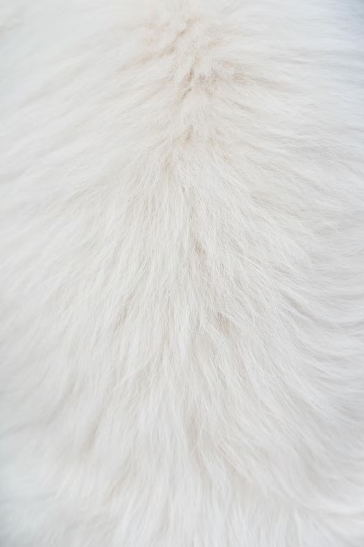 The Westminster Coat Extra Cuff & Collar Set