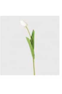 White Tulip