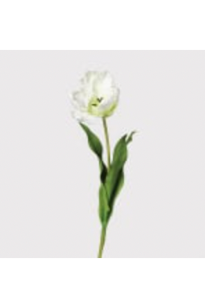 White Parrot Tulip Stem with Leaves