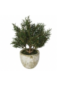 Rosemary Bush in Clay Pot