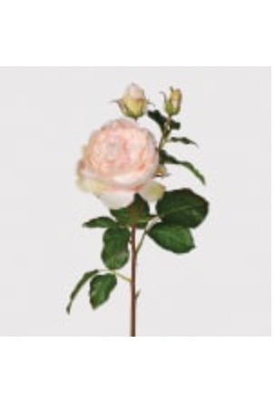 Pale Pink Rose Spray with Buds and Leaves