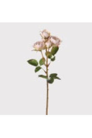 Oyster Shrub Rose Spray with Leaves